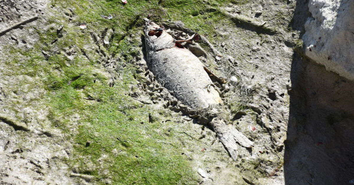 Karaman’da su seviyesi düşen barajdaki balıklar öldü