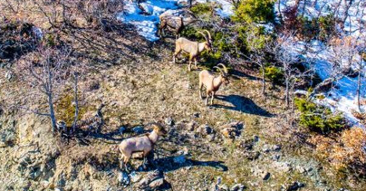 Elazığ’da dağ keçisi avlayan kişiye 666 bin 619 lira ceza