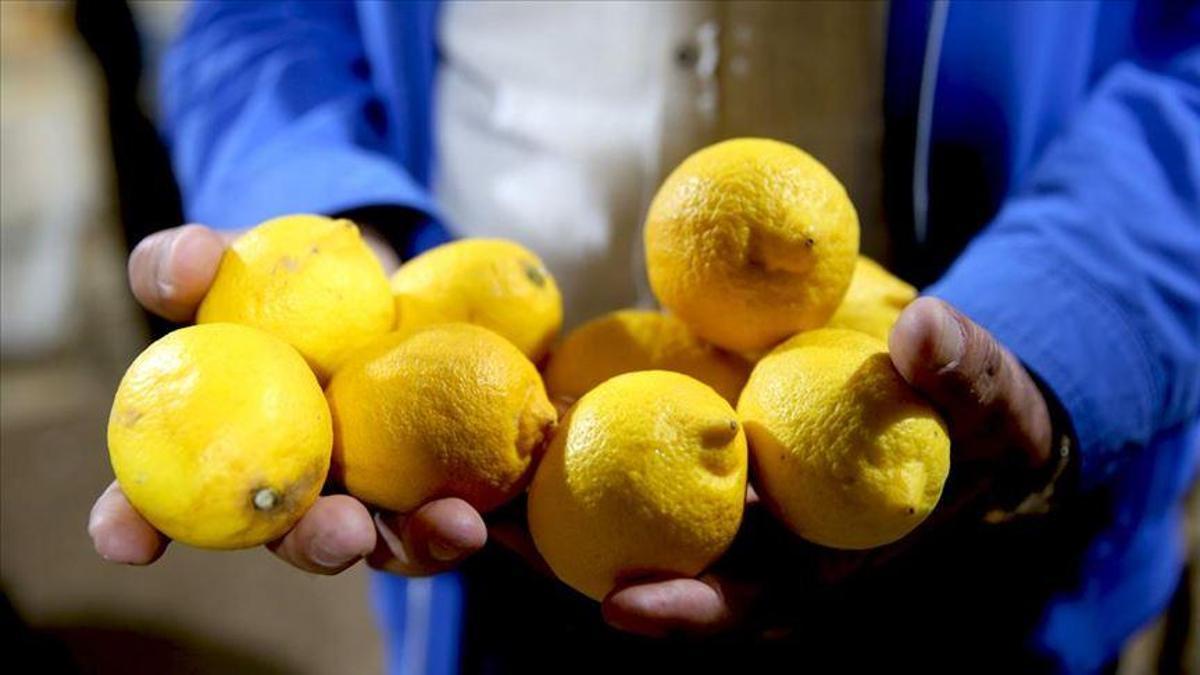 SON DAKİKA! Limon ihracatına ‘soğuk hava’ engeli: Ticaret Bakanlığı’ndan açıklama